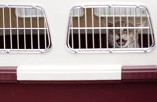 «Аэрофлот» запретил провозить более одного животного