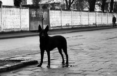 В Находке стая собак напала на восьмилетнюю девочку