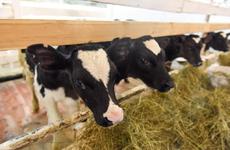 В Ненецком округе завершена кормозаготовительная кампания