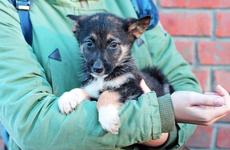 Брошенных животных в Невинномысске возьмут под опеку