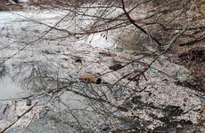 В одной из рек Волгоградской области замечена массовая гибель рыбы