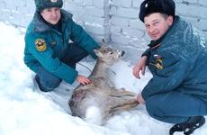 В Волгоградской области приключения косули закончились вызовом МЧС