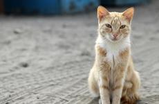 Реалити-шоу из приюта. Жители НАО наблюдают за бездомными животными в прямом эфире