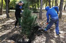 Учреждения культуры Ростова-на-Дону приняли активное участие в Дне древонасаждения