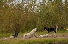 На метеостанции в НАО продолжается карантин из-за обнаруженного бешенства у собаки