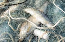 Жители Ненецкого АО смогут заниматься промышленным рыболовством в Карской губе