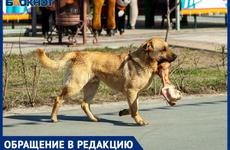«Стая просто налетела не меня»: дикие собаки едва не искалечили молодую девушку в Волжском