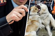 Полиция Андроповского округа проверяет информацию главы Росприроднадзора о проведении собачьих боев в Курсавке