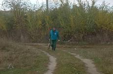«Трупы оставляют в кустах»: в Волгоградской области забили тревогу о травле бездомных собак