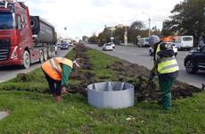 Разделительную полосу на улице Доваторцев Ставрополя украсят розами