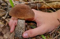 Жительница Ставрополья насмерть отравилась соседскими грибами