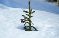 Ждать уже не долго! Жители НАО могут поучаствовать в конкурсе эко-ёлок «Новогодний хоровод»