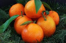 Перед Новым годом продажи мандаринов выросли на 1/3: как выбрать самые вкусные