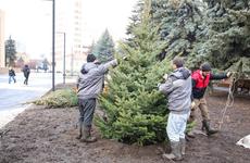 В сквере в центре Воронежа высадили голубые ели