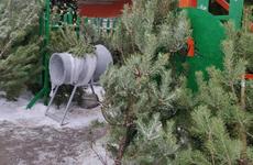 Сотня елочных базаров начала работать в разных уголках Воронежа