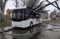 В Таганроге из-за рухнувшего дерева загорелся автобус с пассажирами