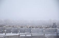 Убойная кампания в НАО: на данный момент заготовлено 552 тонны оленины