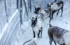 На прямой линии губернатор НАО высказал свою позицию по вопросу реализации оленеводами мяса