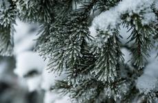 Профилактическое мероприятие «Ёлочка» проходит в Ненецком АО