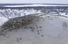 Глава НАО Юрий Бездудный пообещал отправить руководство профильного департамента и мясокомбината работать в тундру