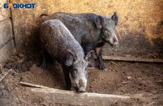 В Волжском введен карантин: в магазинах обнаружили зараженное мясо