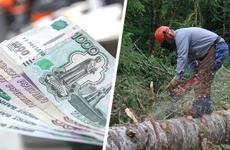 Виновные возместят 7-миллионный ущерб за вырубку деревьев на Ставрополье