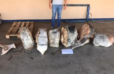 Двое волгоградцев идут под суд за покупку огромной краснокнижной рыбы