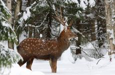 На Ставрополье браконьеры убили двух пятнистых оленей