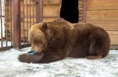 Нарьян-Марский медведь Миша вышел из зимней спячки