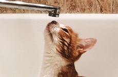 Часть Ростова на сутки останется без воды