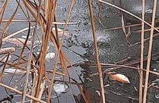 Волгоградцам рассказали о причинах гибели рыбок в городском пруду