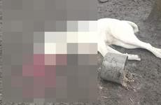 Живодеру, застрелившему собаку в Изобильненском округе, грозит штраф и уголовное преследование