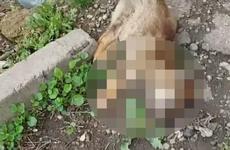 Зоозащитница из Ставрополя нашла место массового убийства собак