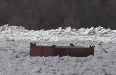 Части понтонного моста не угрожают прохождению ледохода в НАО