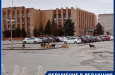 Ученые доказали способность собак ревновать на гормональном уровне