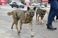 Под Волгоградом пожилая женщина умерла от бешенства после укуса собаки