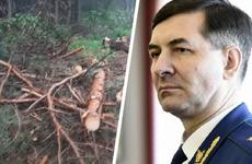 По требованию прокурора Ставропольского края Александра Лоренца организована проверка по публикации, размещенной в сети «Интернет», по факту незаконной вырубки деревьев на подъезде к Олимпийской базе