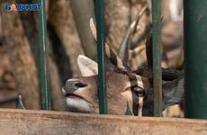 Зоопарку «Берендеево» разрешили остаться в парке Победы Ставрополя ещё на год