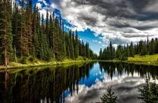 Восстановление лесного фонда в Ленобласти идет с перевыполнением плана