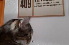 На выборах в гордуму Невинномысска конкуренцию местным кандидатам составит кот