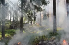 В Приозерском районе горит 4 тысячи «квадратов» леса