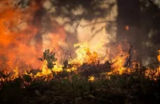 В Назиевском поселении две недели борются с лесными пожарами