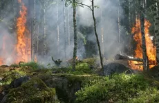 Э. Шандалович: Более 142 млн рублей направлены на борьбу с пожарами