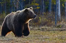 Медведь напал на туристов из Москвы в красноярском парке «Ергаки»