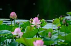 В Волго-Ахтубинской пойме зацвели лотосы