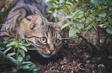 В Сочи в результате непогоды случился потоп