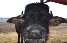 На буйволиную ферму в Ставрополье завезли первую партию коров