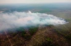 Greenpeace назвал причину лесных пожаров в Иркутской области