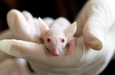 В Петербурге тестируют съедобную вакцину от коронавируса со вкусом ряженки