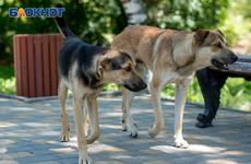 В Волгограде оштрафовали председателя фонда защиты животных